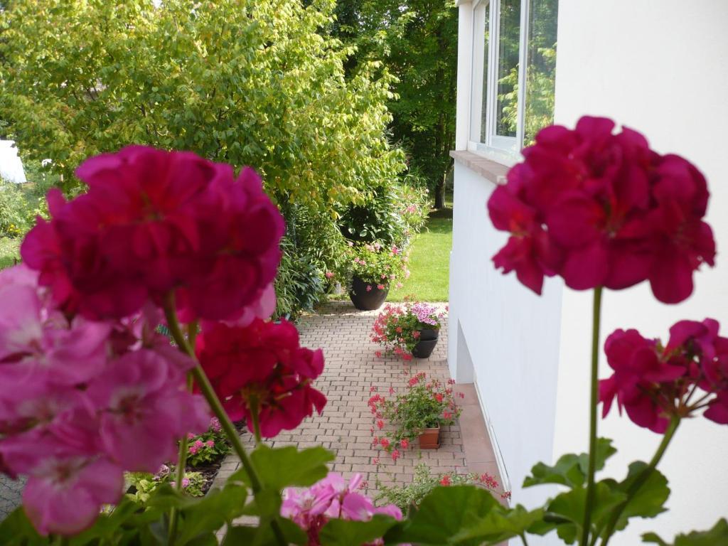 Appartement Le Jardin Lingolsheim Exterior foto